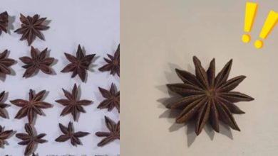 Photo of 买八角竟数出13角！一查是“毒莽草”  误食恐抽搐重则丧命