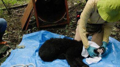 Photo of 不捕不杀! 日本山区探索与熊共存