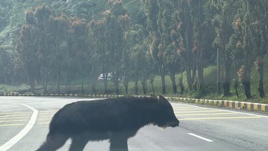 Photo of 云顶惊现鬣羚 穿越马路身影被拍下