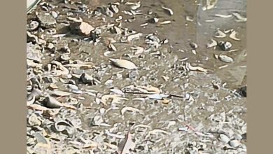 Photo of 疑工厂废水污染海域 实兆远多种海洋生物死亡