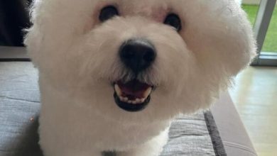 Photo of 一家五口携5只宠物犬分住露营地2帐篷     被野狗半夜闯入攻击2宠物犬吓破胆
