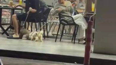 Photo of 2食客帶狗入嘛嘛店惹議 網民齊斥不尊重宗教敏感
