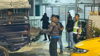 Photo of 华裔男子弒母被警逮捕    警方深夜把女死者送院