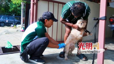 Photo of 预防狂犬病 兽医局供应 樟仑3小时45狗打疫苗