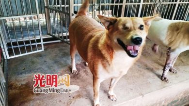 Photo of 9天前和2狗与蛇搏斗 救主人单眼犬离世