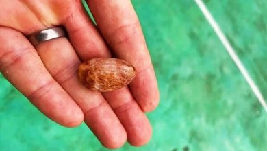 Photo of 2.5万年前人类就在嚼槟榔 科学家揭用途超意外