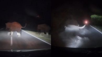 Photo of 野象深夜突横穿公路 轿车避之不及直接撞上