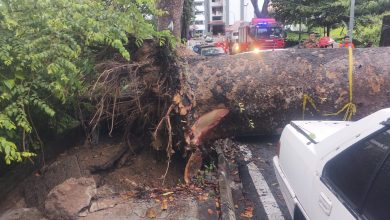 Photo of 暴风雨后树倒压车 幸无人伤亡