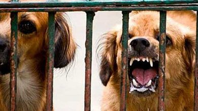 Photo of 时隔28年首宗病例   吉再出现狂犬病确诊