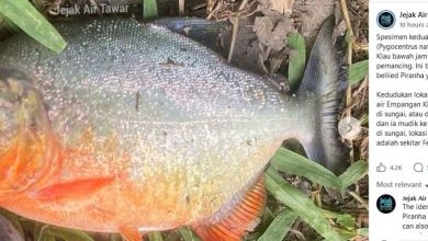 Photo of 又再发现食人鱼 专页: 恐不只一条