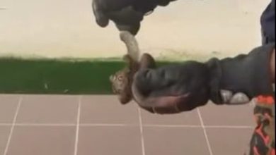 Photo of 视频〡小孩穿鞋惊觉有异物 小蟒蛇钻入避暑