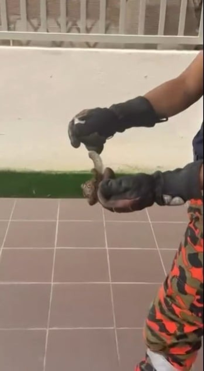视频〡小孩穿鞋惊觉有异物 小蟒蛇钻入避暑