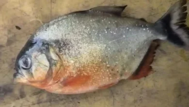 Photo of 渔业局凭照片确认特征 劳勿水坝惊现食人鱼