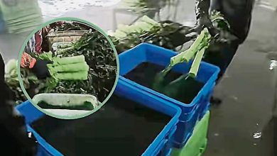 Photo of 被揭为莴荀染色扮新鲜 甘肃6企遭立案查处