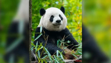 Photo of 出生时伤及左前肢和下颌 歪脸熊猫“戴牙套”获矫正