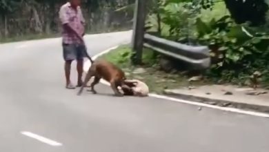 Photo of 斗牛犬咬流浪狗 狗主罚250令吉 执照遭撤