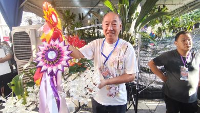 Photo of 71岁“绿手指”育兰8年 一株纯白花夺双冠