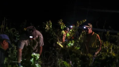 Photo of 改变生产模式应对炎日  葡萄牙酒庄夜间采收葡萄
