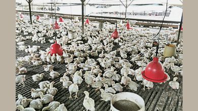 Photo of 雪政府解决异味苍蝇滋扰 饲逾500鸡须封闭式养殖
