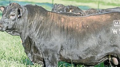 Photo of 澳史上最贵肉牛122万拍出