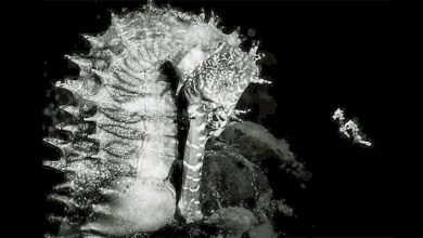 Photo of 海洋摄影师奖结果出炉 海马亲子对望照片夺冠
