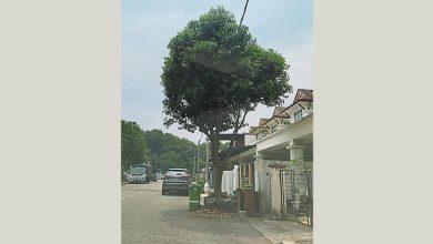 Photo of 沙占花园野猴问题 当局设笼捕获22只