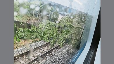 Photo of 树倒影响供电设施 甲洞万挠列车严重延误