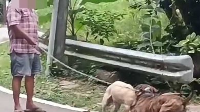Photo of 狗咬狗近1分钟 兽医局: 怂恿攻击可依法追究