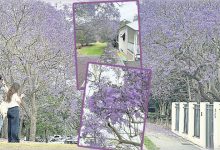 Photo of 【自游自在】娉娉袅袅蓝花楹