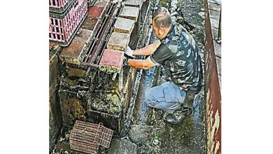 Photo of 确认原因 寻策防治 金宝巴剎评估鼠患