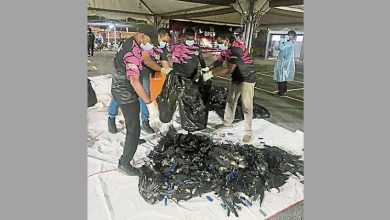 Photo of 武吉丁宜镇或试行 拟避孕药喂鸦阻繁殖