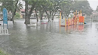Photo of 树倒 水淹半截车身 大雨1小时雪多区水灾