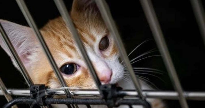越南爆“盗猫屠宰链”！12男落网 2700猫惨遭毒手