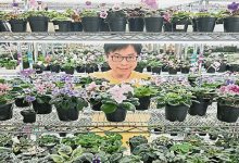 Photo of 非洲紫罗兰达人黄伟贤 一片叶子养出一座花园