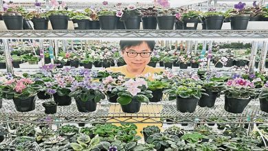 Photo of 非洲紫罗兰达人黄伟贤  一片叶子养出一座花园
