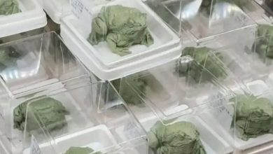 Photo of 能吃绿蛤蟆抢疯了!斑点皱褶都像真的 青蛙王子蛋糕卖断货