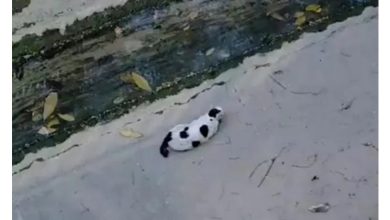 Photo of 见猫受困大水沟不袖手 一群少年借梯救援