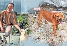 Photo of 驯犬师高耀忠解读狗问题 只有教不好的主人