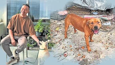 Photo of 驯犬师高耀忠解读狗问题 只有教不好的主人
