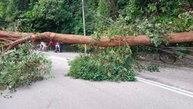 Photo of 20尺高大树无征兆倒下 横挡马路幸没压中车辆行人