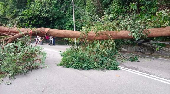 20尺高大树无征兆倒下 横挡马路幸没压中车辆行人