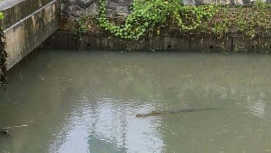 Photo of 网传医院前沟渠有鳄鱼 AI检测显示99%疑为生成