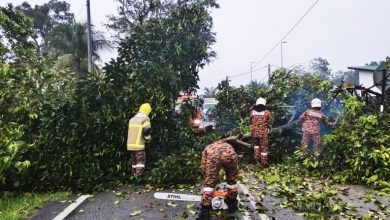Photo of 狂风袭峇登逾80民宅 6人清理倒树被蜂螫