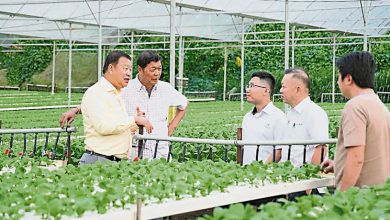 Photo of 陈泓缣：金马仑现代化种植 蔬菜供应量占全国40%