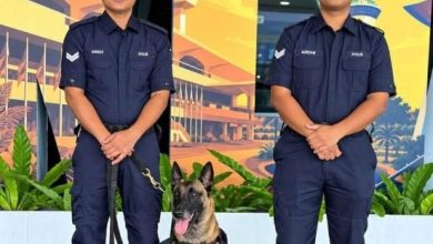 Photo of 加强保安 警犬加入机场巡逻