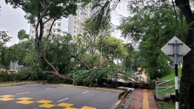 Photo of 大树雨后拦路倒下 幸未酿伤亡