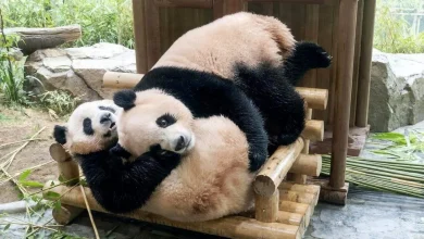 Photo of 旅韩双胞胎大熊猫“睿宝”“辉宝” 12月回中国