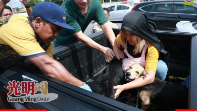 Photo of 兽医局古邦巴素检测98样本 未发现狂犬病阳性病例