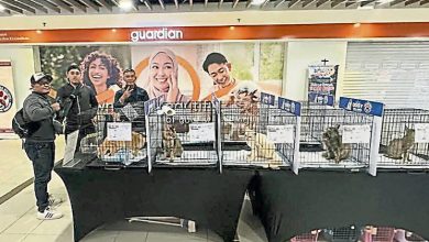 Photo of 就在安邦AEON Big广场 想领养猫今天就行动