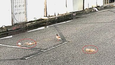Photo of 芙蓉敦依斯迈医生路组屋 高空抛粪居民不安